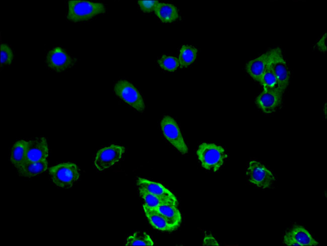 CD177 Antibody in Immunocytochemistry (ICC/IF)