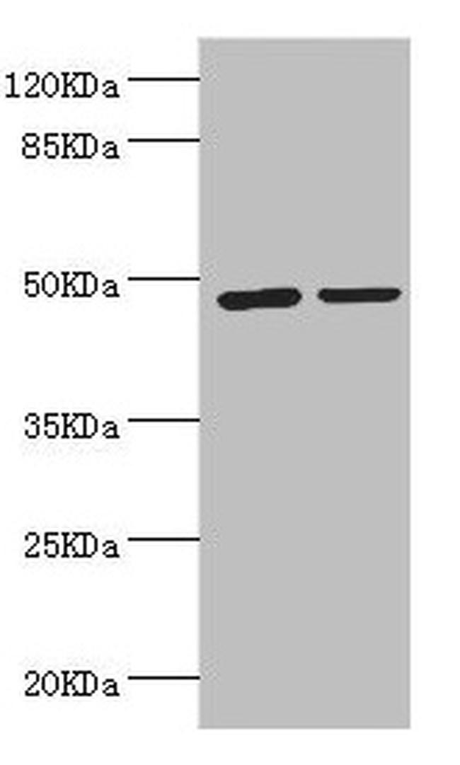 LILRB4 Antibody in Western Blot (WB)