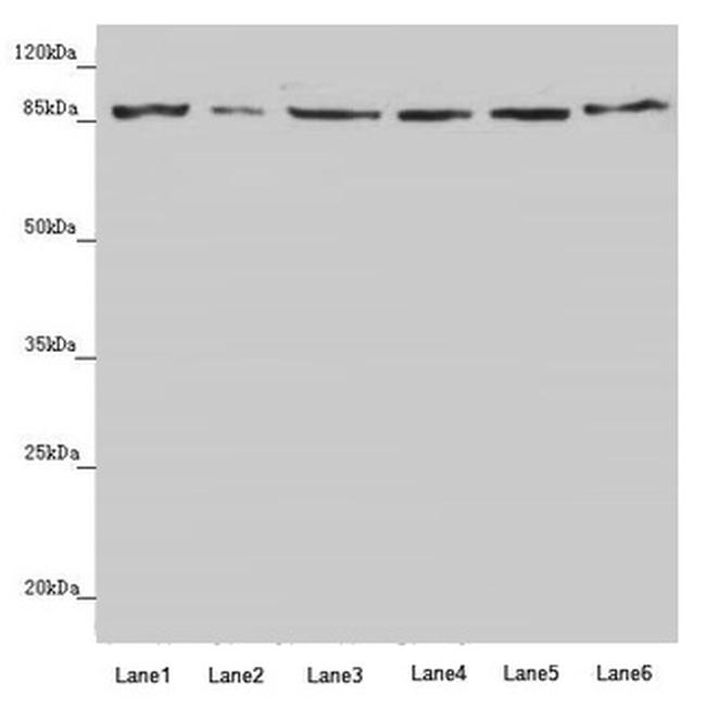 YME1L1 Antibody in Western Blot (WB)