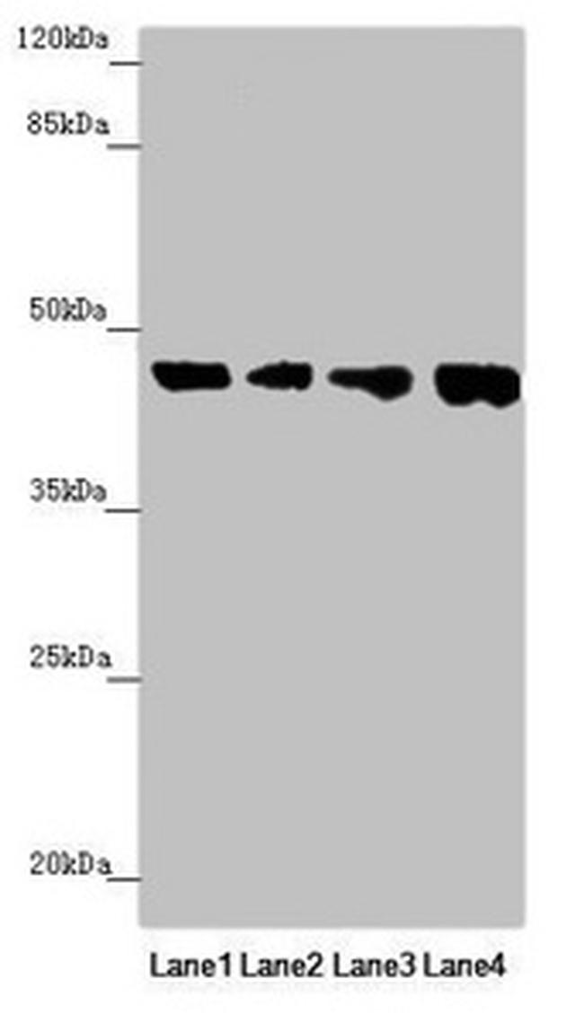 FBXO22 Antibody in Western Blot (WB)