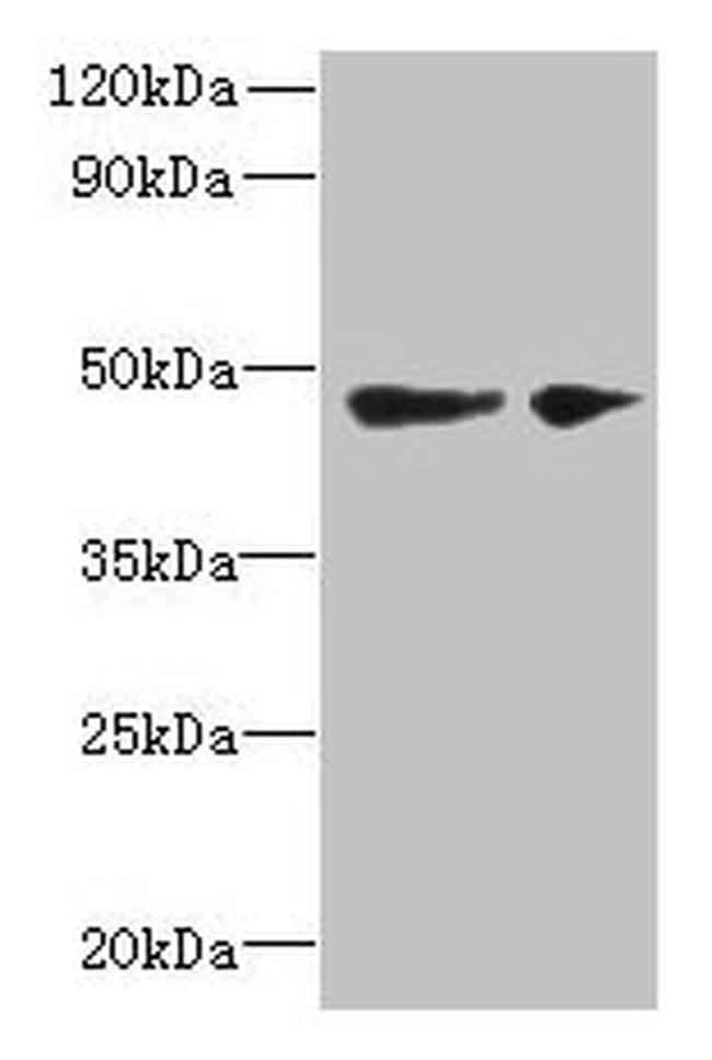 SLC25A46 Antibody in Western Blot (WB)