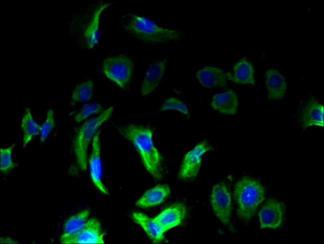 OMA1 Antibody in Immunocytochemistry (ICC/IF)