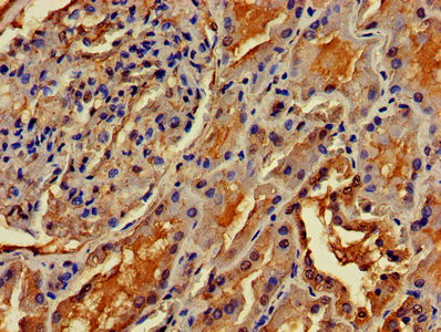 OMA1 Antibody in Immunohistochemistry (Paraffin) (IHC (P))