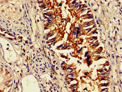 OMA1 Antibody in Immunohistochemistry (Paraffin) (IHC (P))