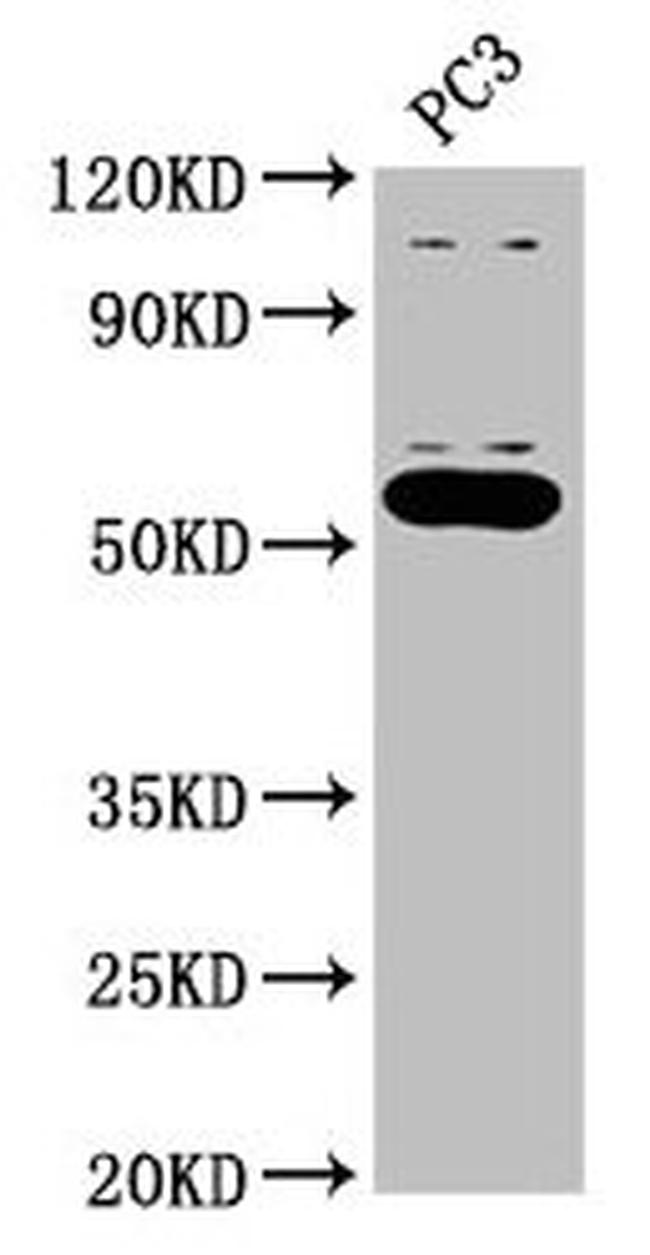 OMA1 Antibody in Western Blot (WB)