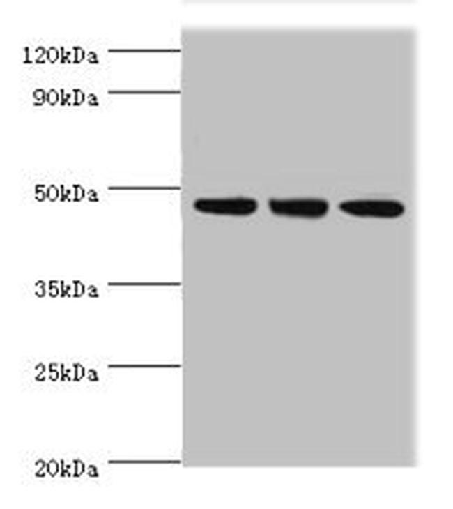 Pellino 1 Antibody in Western Blot (WB)