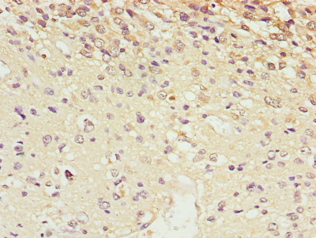 SCRN2 Antibody in Immunohistochemistry (Paraffin) (IHC (P))