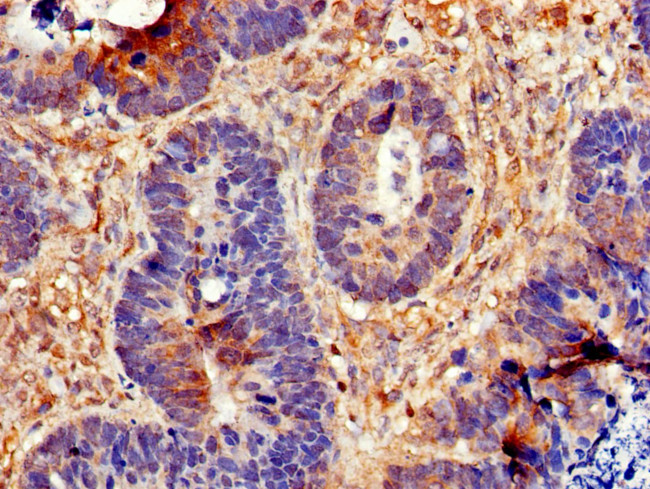 Cdc6 Antibody in Immunohistochemistry (Paraffin) (IHC (P))