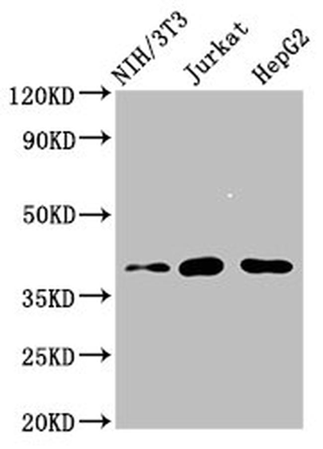 RNF2 Antibody in Western Blot (WB)