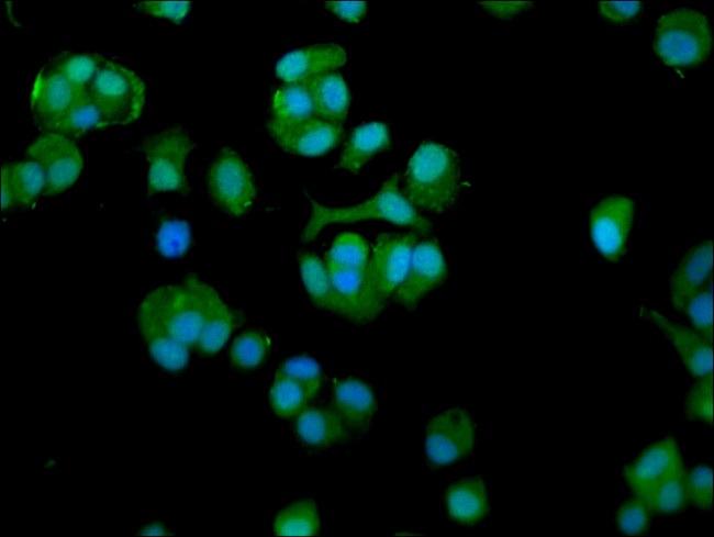 TCP-1 eta Antibody in Immunocytochemistry (ICC/IF)