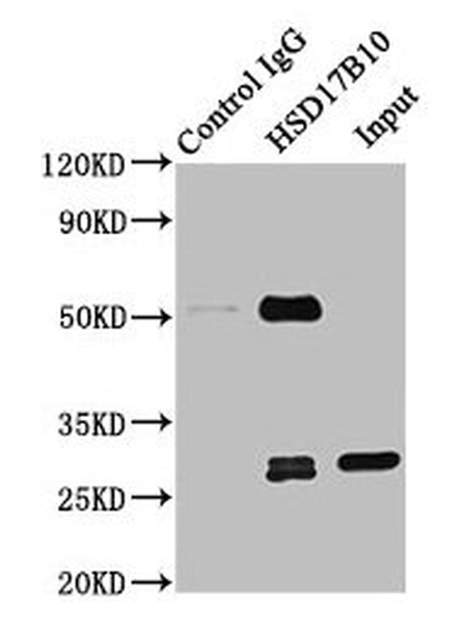 ERAB Antibody in Western Blot (WB)