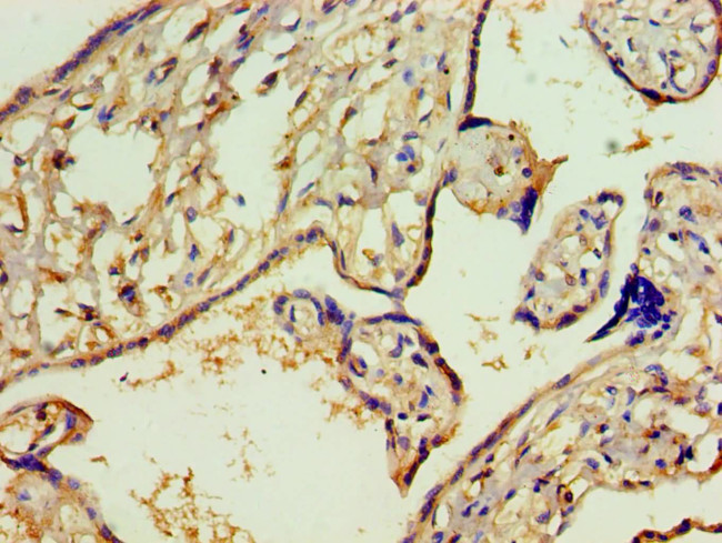 Aminoacylase Antibody in Immunohistochemistry (Paraffin) (IHC (P))