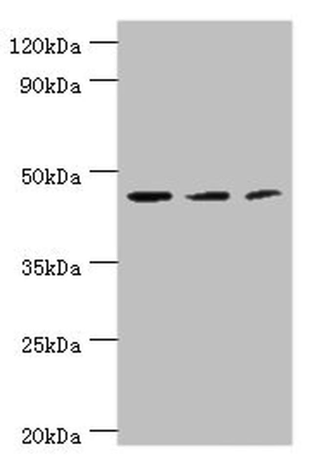 Aminoacylase Antibody in Western Blot (WB)