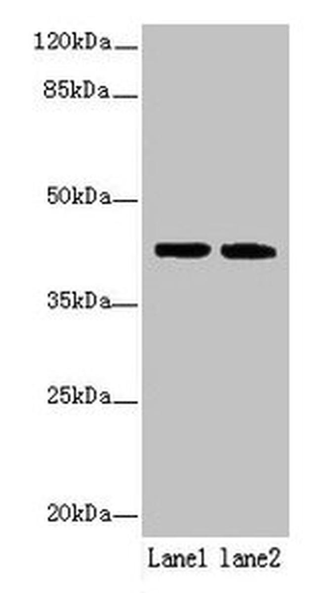 SDF4 Antibody in Western Blot (WB)