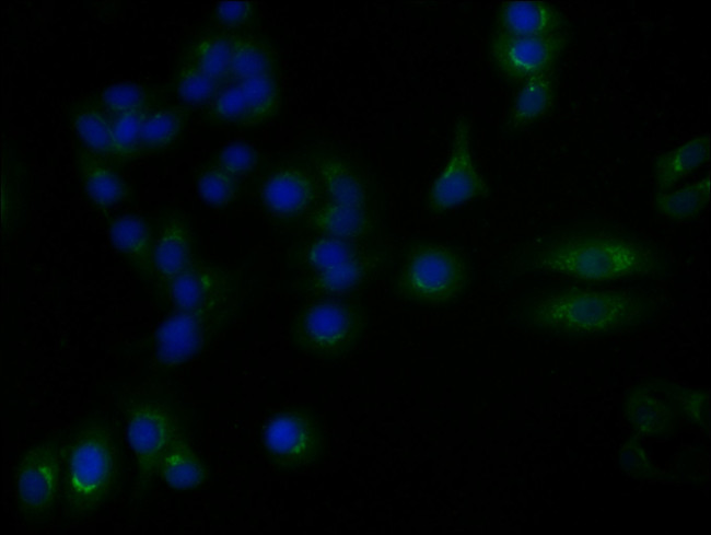 YIPF4 Antibody in Immunocytochemistry (ICC/IF)