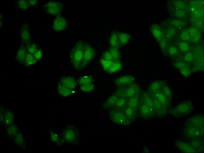 PIN4 Antibody in Immunocytochemistry (ICC/IF)