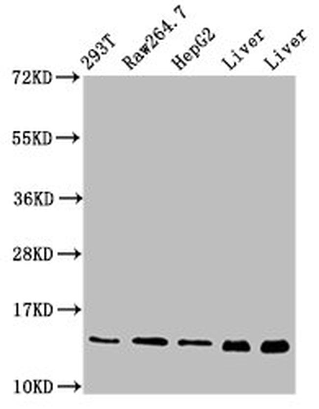 PIN4 Antibody in Western Blot (WB)