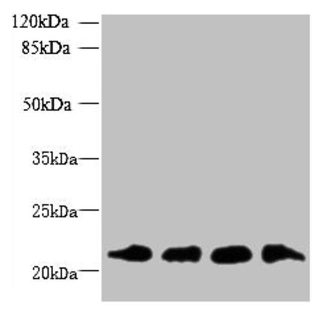 MRPL18 Antibody in Western Blot (WB)