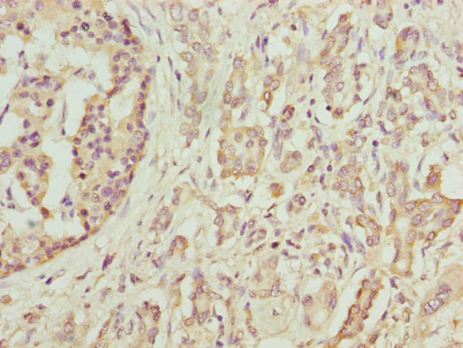 DEFB129 Antibody in Immunohistochemistry (Paraffin) (IHC (P))