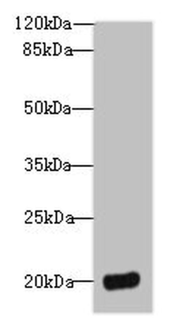 DEFB129 Antibody in Western Blot (WB)