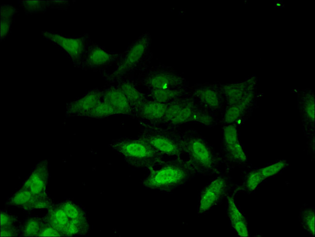 PHAX Antibody in Immunocytochemistry (ICC/IF)