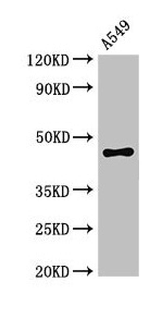 PHAX Antibody in Western Blot (WB)