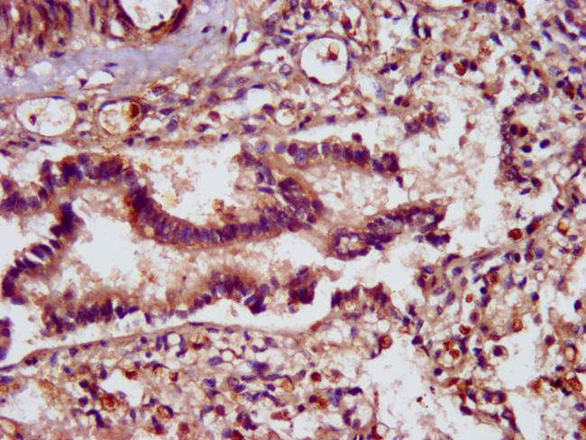 SCUBE2 Antibody in Immunohistochemistry (Paraffin) (IHC (P))