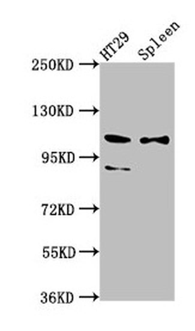 SCUBE2 Antibody in Western Blot (WB)