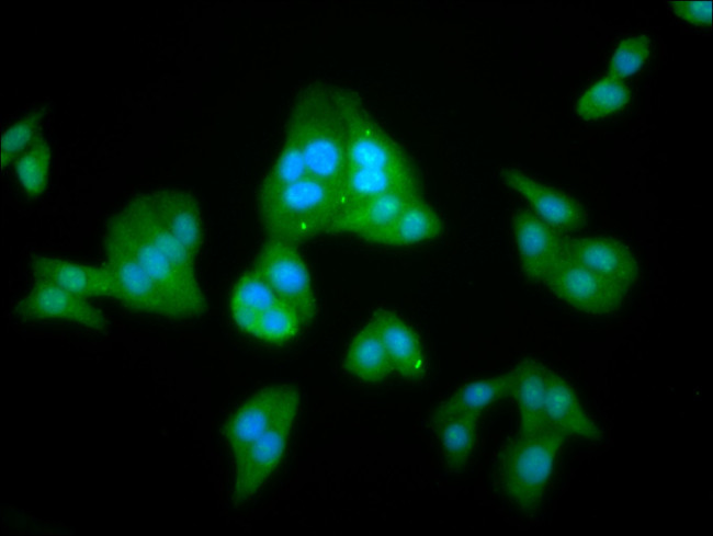 LANCL2 Antibody in Immunocytochemistry (ICC/IF)