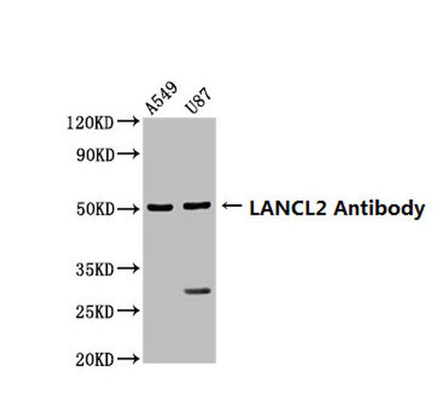 LANCL2 Antibody in Western Blot (WB)