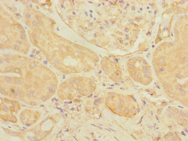 eIF3k Antibody in Immunohistochemistry (Paraffin) (IHC (P))