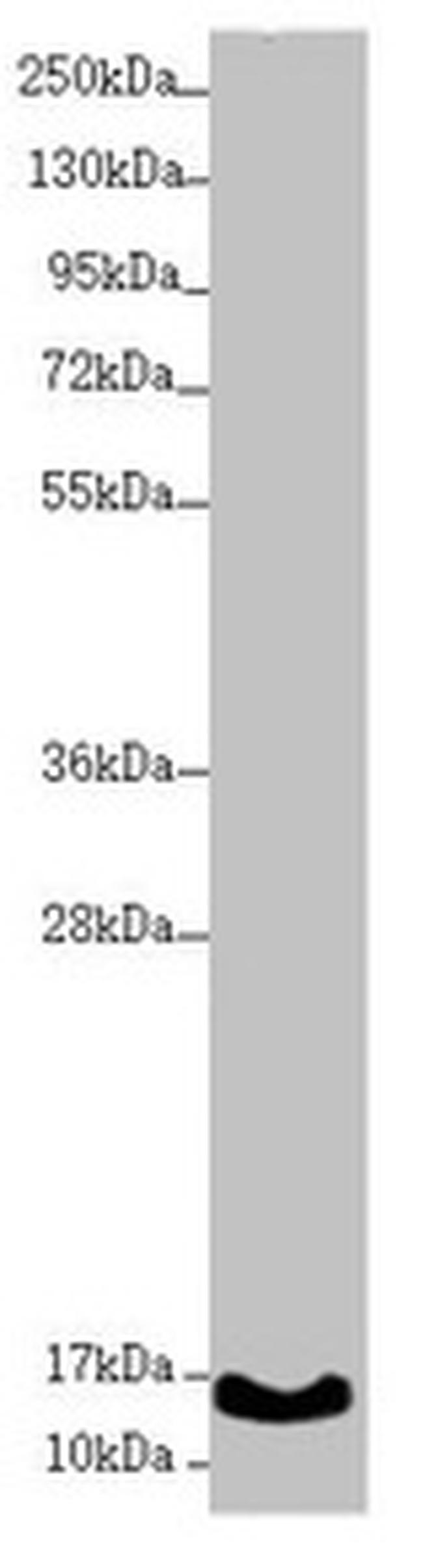 MNF1 Antibody in Western Blot (WB)