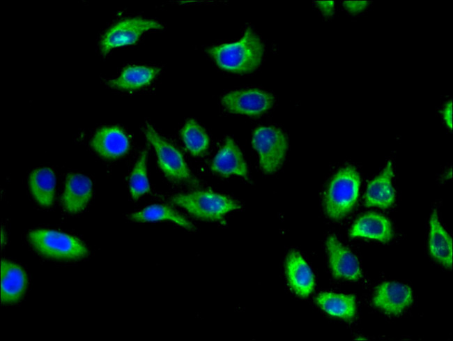 EDG8 Antibody in Immunocytochemistry (ICC/IF)