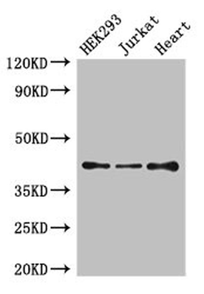 EDG8 Antibody in Western Blot (WB)