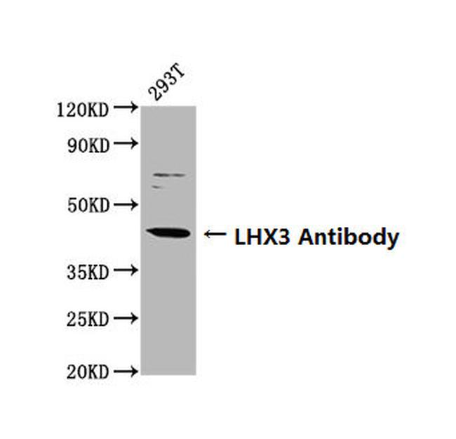 LHX3 Antibody in Western Blot (WB)