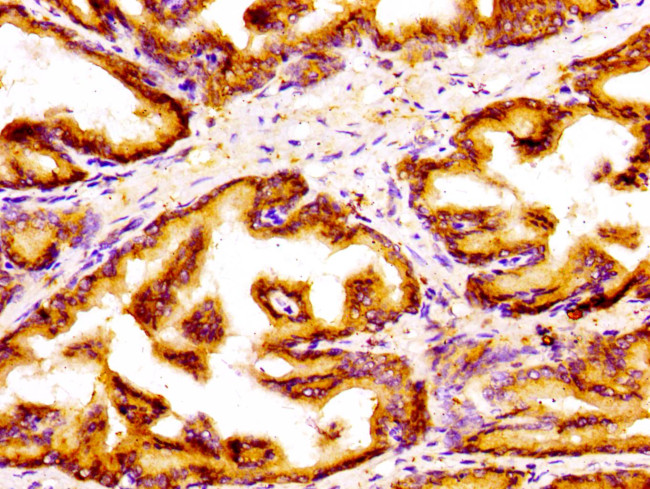 GOLPH3 Antibody in Immunohistochemistry (Paraffin) (IHC (P))