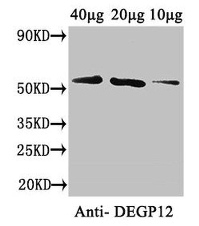 DEGP12 Antibody in Western Blot (WB)