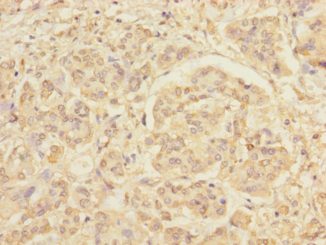 RXFP3 Antibody in Immunohistochemistry (Paraffin) (IHC (P))