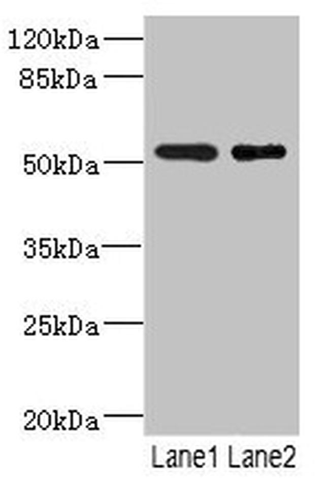 RXFP3 Antibody in Western Blot (WB)