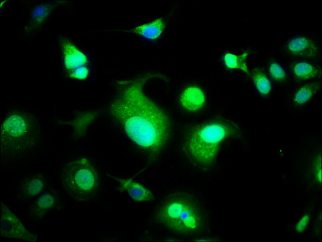 WWOX Antibody in Immunocytochemistry (ICC/IF)