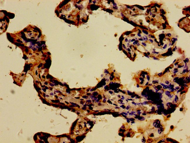 WWOX Antibody in Immunohistochemistry (Paraffin) (IHC (P))