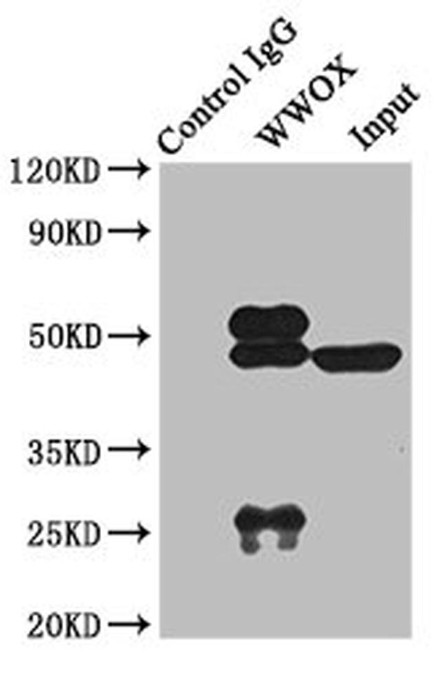 WWOX Antibody in Western Blot (WB)