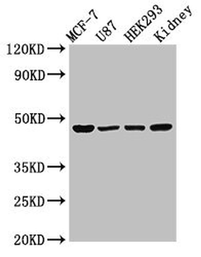 WWOX Antibody in Western Blot (WB)