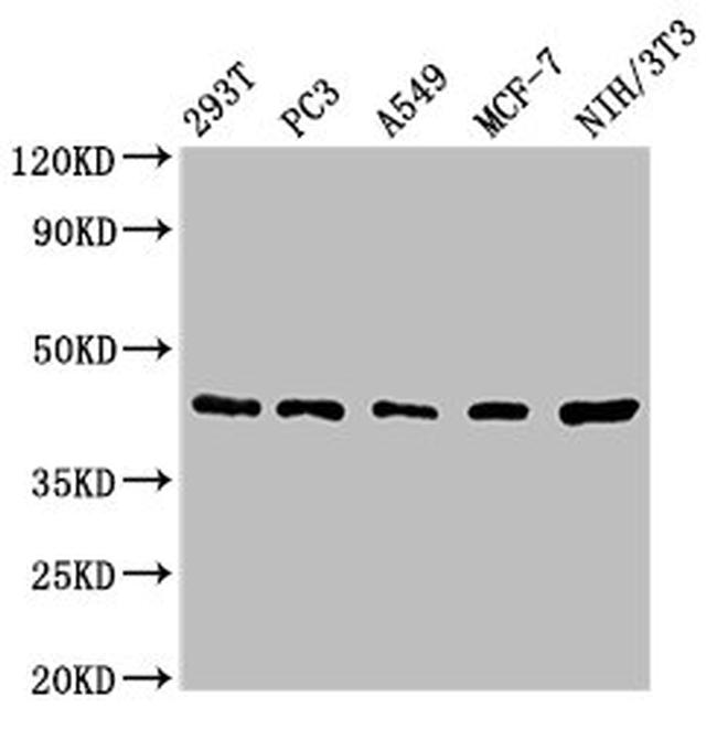 SAV1 Antibody in Western Blot (WB)