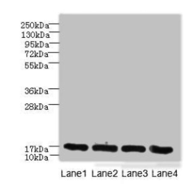 PLGRKT Antibody in Western Blot (WB)