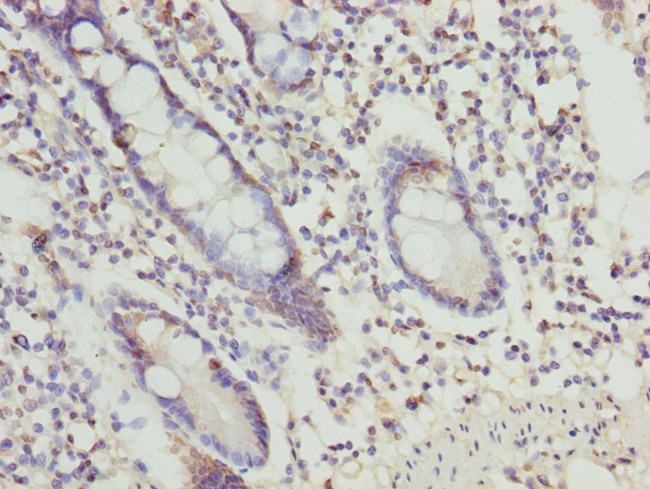 OSGEP Antibody in Immunohistochemistry (Paraffin) (IHC (P))