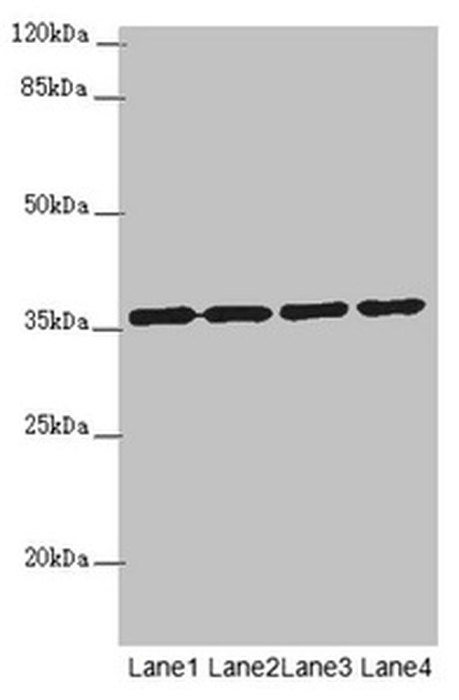 OSGEP Antibody in Western Blot (WB)