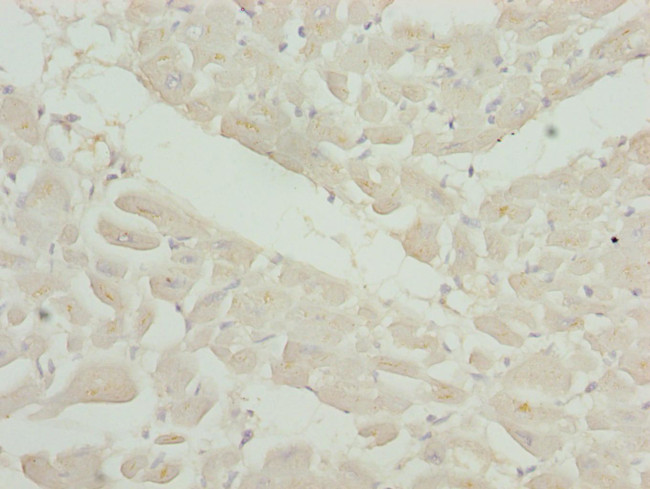 OSGEP Antibody in Immunohistochemistry (Paraffin) (IHC (P))