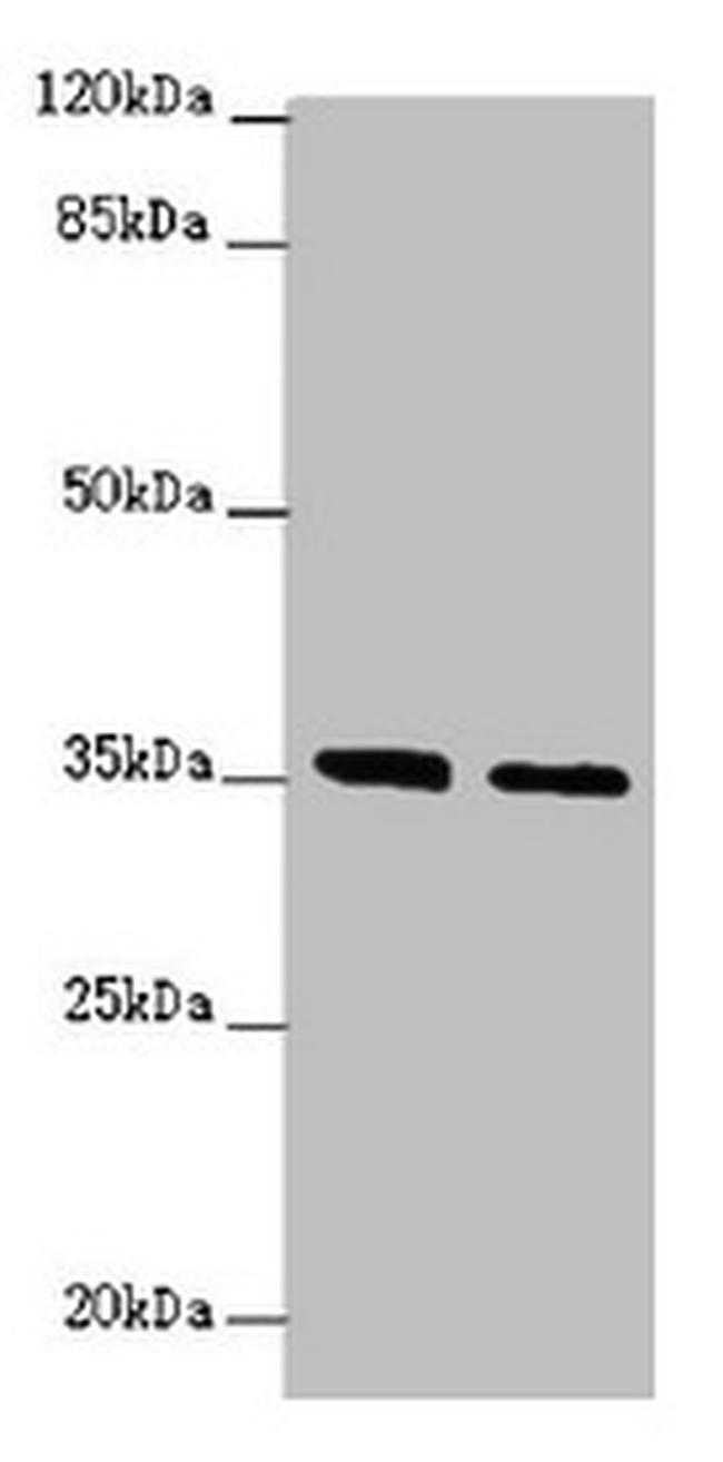 OSGEP Antibody in Western Blot (WB)