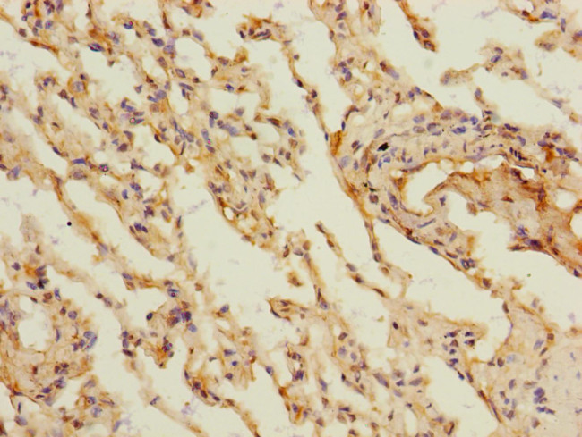 MARCO Antibody in Immunohistochemistry (Paraffin) (IHC (P))